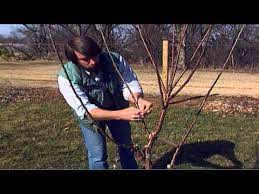 Giving them the occasional trim does wonders for their growth, sun absorption, and protection. Training Young Fruit Trees Youtube
