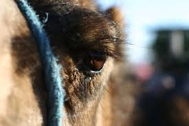 Density of my eyebrows and eyelashes is very less. Camel Pictures And Facts Arabian Camels Page 4