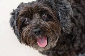 The best places to look for a schnoodle puppy adoption are dog breeder directories, pet shops, online puppy finders and dog for sale ads. Schnoodle Puppies For Sale Schnoodle Schnoodlepuppies Schnoodle Puppy Schnoodle Puppies For Sale Puppies For Sale