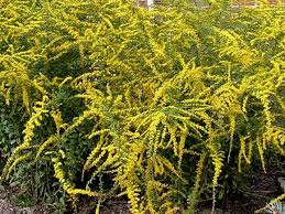 We did not find results for: Dwarf Shrubs And More Diy