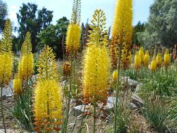 Submitted 1 month ago by txvtxv to r/flowers. 43 Best Perennials Flowers For Full Sun Borders And Shade
