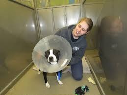 (dosomething, one green planet, humane society). Kearney Area Animal Shelter Celebrates Milestone Of 10 000 Pets Adopted So Far Local News Kearneyhub Com