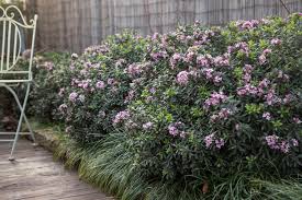 Maybe you would like to learn more about one of these? Daphne Spring Pink Eternal Fragrance