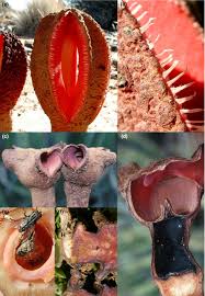Image result for Hydnora