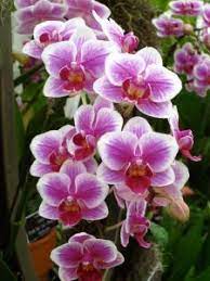 How Do I Get My Orchid To Bloom Again In 2020 Orchid Flower Orchid Roots Orchid Show