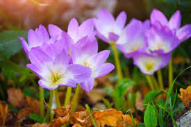 2 000+ Colchique Photos, taleaux et images libre de droits - iStock |  Pivoine, Lilas, Campanule