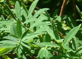 Image result for Hypericum revolutum