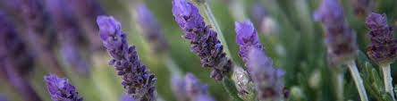 In particular, the term commonly is used for the species lavandula angustifolia (true lavender or common lavender). Lavender Flower Power