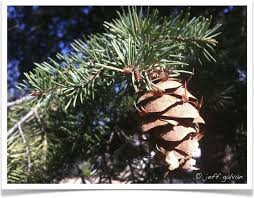 Fir tree fruit with 4 letters. Douglas Fir Tree Identification Identifying Pseudotsuga Menziesii