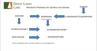 Blog Opioid Metabolism Chart Great Lakes Labs