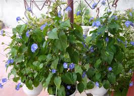 Image result for Jacquemontia