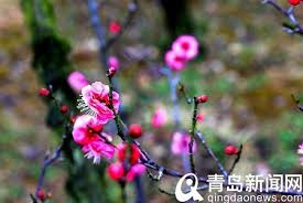花消息 城阳世纪公园梅花开了in 2021 red peppercorn peppercorn plants