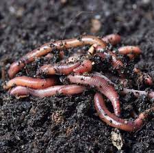 Where can i buy worms for my garden. Should I Add Worms To My Garden Or Compost Do Not Disturb Gardening
