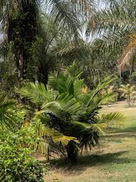 Image result for Syagrus