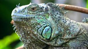 Black And White Lizard In South Carolina Pin By Lyndia J Fridley Owen On Misc Animals Iguana Reptiles