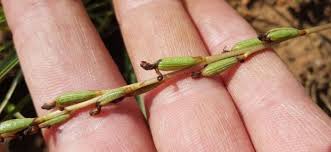 Image result for Holothrix papillosa