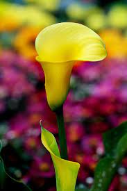 Yellow Calla Lily Calla Lily Pictures Of Calla Lilies Flower Garden