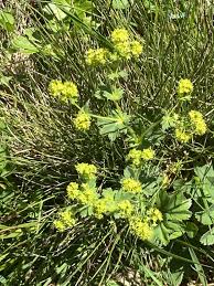 Image result for Alchemilla kiwuensis