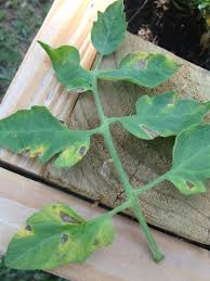 Image result for Septoria leaf spot of tomato