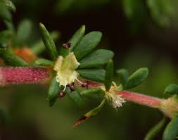 Image result for Cliffortia serpyllifolia