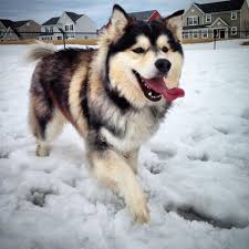 happy dog malamute husky malamute puppy alaskan malamute