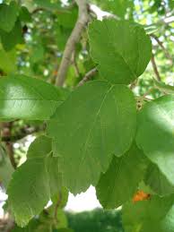 Check spelling or type a new query. Flowering Crabapple Facilities