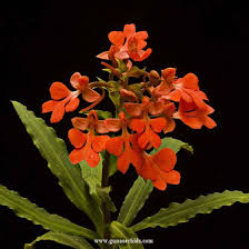 Image result for Habenaria cirrhata