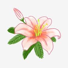 Beautiful Pink Lily Flower Illustration Beautiful Lilies Flowers Pink Flowers Png Transparent Clipart Image And Psd File For Free Download In 2020 Flower Illustration Pink Lily Flower Pink Flowers Background