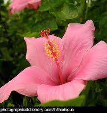 What does each flower symbolize? Plants That Start With H