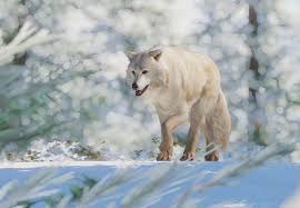 We're expecting a few inches here in new york tonight, so what better time to point out photographer ken rockwell's advice on shooting great white pictures of snow. Arctic Wolf Planet Zoo Wiki Fandom