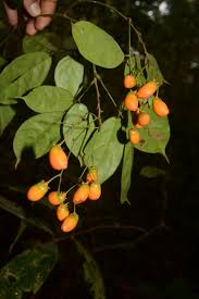 Image result for Rourea