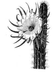 Cactus Flower Meaning Endurance Warmth Cactus Tattoo Cactus Drawing Desert Tattoo