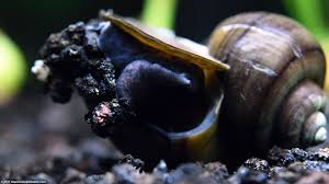 If the snail is alive, it won't smell like anything specific. Mystery Snail Care Diet Feeding Shell Size Tankmates Video