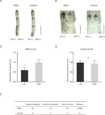 The BTB-ZF gene Bm-mamo regulates pigmentation in silkworm caterpillars