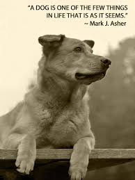 Pin By Shannon Nies On For The Dawgs Dog Quotes Dog Love Animals