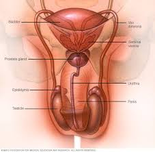 Image result for gonorrhea symptoms