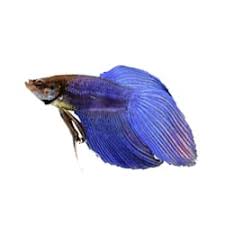 If you have city water supply at your home then you will need water conditioner. Betta Fish Supplies Accessories Products Petco