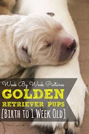 Eukanuba nutrition helps dogs look and feel their best at any age. Golden Retriever Puppy Growth Week By Week Pictures Golden Retriever Puppy Golden Retriever Training Dogs Golden Retriever