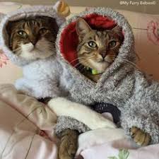 27 ways to wear cats. 200 Cat Kittens Wearing Clothes Ideas Kittens Cats And Kittens Cats