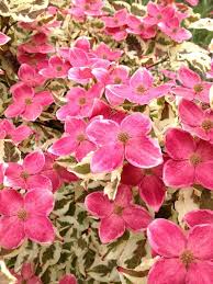 Red flowering dogwood for sale. Cornus Kousa Aka Tsuki Red Moon Dogwood For Sale