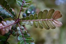 Image result for Biophytum