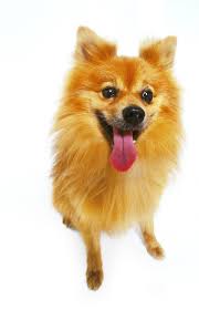 This recall did not only affect. Reports Of Possible Problems With Kirkland Dog Food Truth About Pet Food