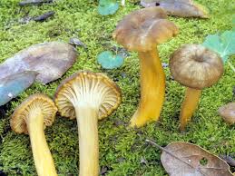 Craterellus tubaeformis (formerly cantharellus tubaeformis) is an edible fungus, also known as yellowfoot, winter mushroom, or funnel chanterelle. Craterellus Tubaeformis The Yellow Foot Trumpet Chanterelle Mushroom