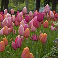 French Blend Rose Bulb Flowers Types Of Tulips Tulips