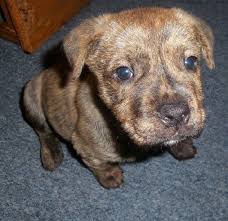 We did not find results for: Bullmastiff Rottweiler Puppies Off 77 Www Usushimd Com