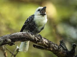 Black Bird With White Tail Philippines White Headed Barbet Lybius Leucocephalus By Francesco Veronesi White Face Birds Online Bird