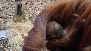 Animatrice radio/tv, comédienne, maman @radiocontact @rtltvi partnership: Pairi Daiza Beranda Facebook
