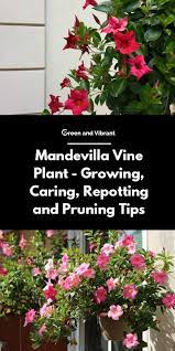 Mandevilla Vine Plant Growing Caring Repotting And Pruning Tips Green And Vibrant Flowering Vines Mandevilla Vine Trellis Plants