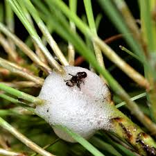 Image result for Hypolytrum pynaertii