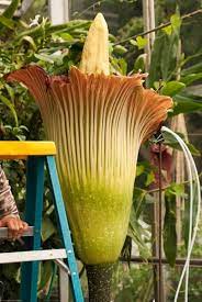 Motivated by the relaxation of strict communist controls in the soviet union that Rare Blooming Flowers Owlcation